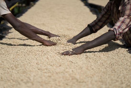 Ethiopia- Guji - Image 2