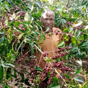 Ethiopia - Yirgacheffe