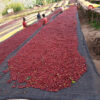 Ethiopia - Yirgacheffe - Image 2
