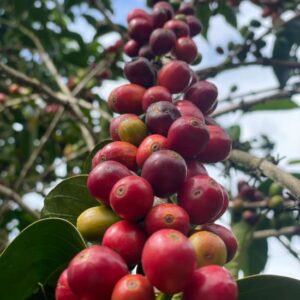 Costa Rica-Finca Don José