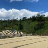 Rwanda-Kageyo - Image 2
