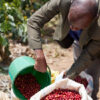 Rwanda-Kageyo - Image 6