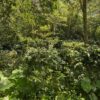 Venezuela-Finca Berlin (Anaerobic Honey) - Image 7
