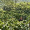 Venezuela-Finca Berlin (Anaerobic Honey) - Image 5