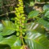 Venezuela-Finca Berlin (Anaerobic Honey) - Image 6