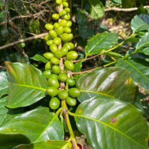 Venezuela-Finca Berlin (Anaerobic Honey)