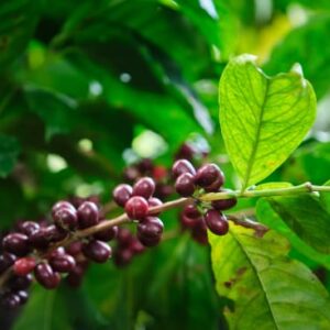 Costa Rica-Finca El Venado-Yellow Honey